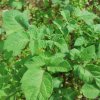 Solanum tuberosum cvs